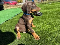 Enzo, a male Doberman Pinscher for sale in El Monte, CA – 4 of 7