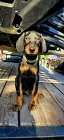 LOKI, a male Doberman Pinscher for sale in El Monte, CA – 3 of 4