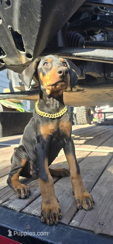 Athena – Doberman Pinscher puppy for sale in El Monte, CA