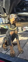 Athena, a female Doberman Pinscher for sale in El Monte, CA – 1 of 5