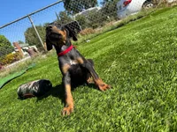 Delilah, a female Doberman Pinscher for sale in El Monte, CA – 5 of 6