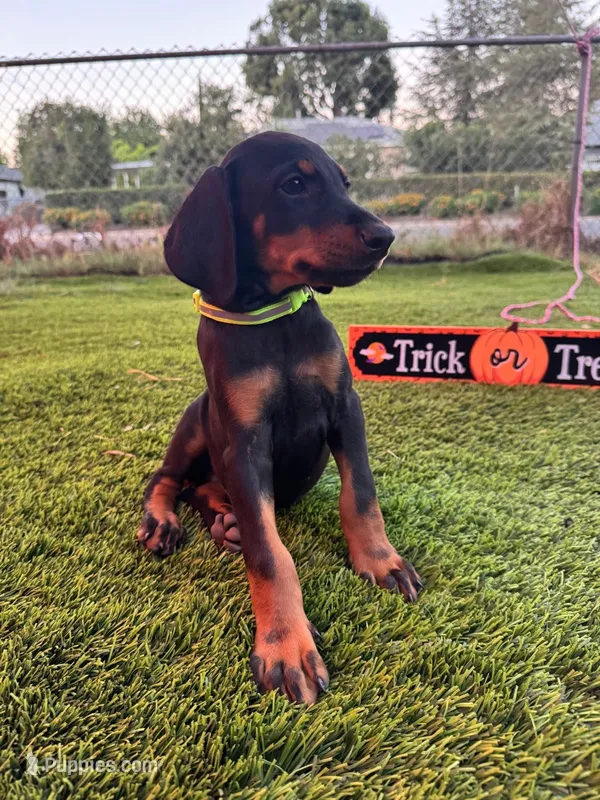 Lily – Doberman Pinscher puppy for sale in El Monte, CA