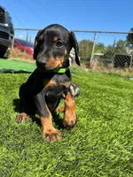 Bella, a female Doberman Pinscher for sale in El Monte, CA – 5 of 6