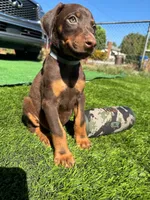 Koby, a male Doberman Pinscher for sale in El Monte, CA – 7 of 7