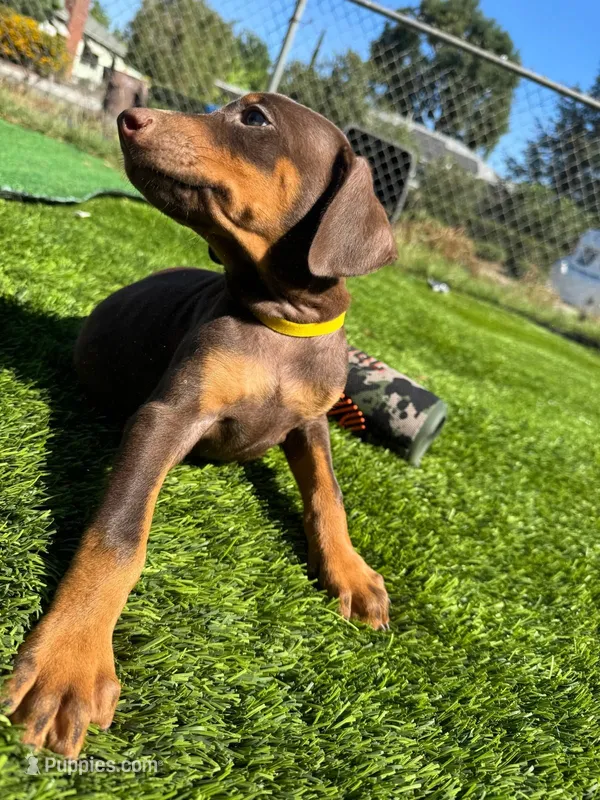 DAISY – Doberman Pinscher puppy for sale in El Monte, CA