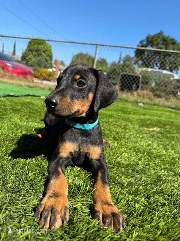 Parker – Doberman Pinscher puppy for sale in El Monte, CA