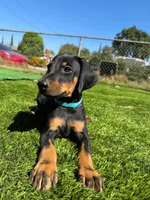 Parker, a male Doberman Pinscher for sale in El Monte, CA – 1 of 6