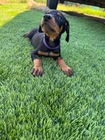 Lily, a male Doberman Pinscher for sale in El Monte, CA – 2 of 6