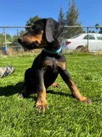 Parker, a male Doberman Pinscher for sale in El Monte, CA – 4 of 6