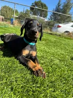 Parker, a male Doberman Pinscher for sale in El Monte, CA – 5 of 6