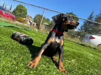Delilah, a female Doberman Pinscher for sale in El Monte, CA – 6 of 6