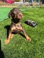 DAISY, a female Doberman Pinscher for sale in El Monte, CA – 3 of 5