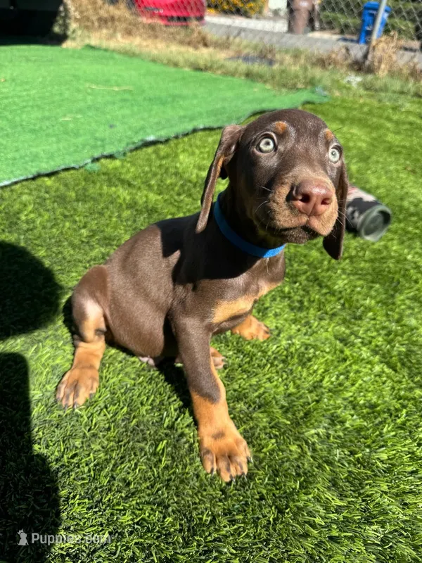 Enzo – Doberman Pinscher puppy for sale in El Monte, CA
