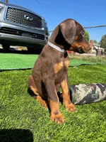 Koby, a male Doberman Pinscher for sale in El Monte, CA – 6 of 7
