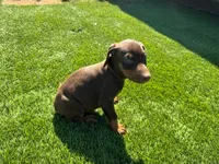 DAISY, a female Doberman Pinscher for sale in El Monte, CA – 5 of 5