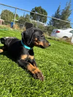 Parker, a male Doberman Pinscher for sale in El Monte, CA – 6 of 6