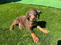 Rocky, a male Doberman Pinscher for sale in El Monte, CA – 2 of 5