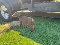 Rocky, a male Doberman Pinscher for sale in El Monte, CA – 5 of 5