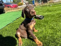 Enzo, a male Doberman Pinscher for sale in El Monte, CA – 3 of 7