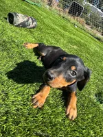 Lily, a male Doberman Pinscher for sale in El Monte, CA – 4 of 6