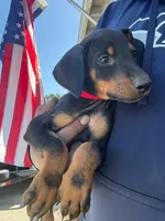 Delilah, a female Doberman Pinscher for sale in El Monte, CA – 3 of 6