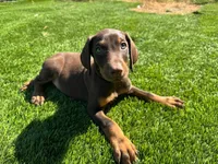 Enzo, a male Doberman Pinscher for sale in El Monte, CA – 5 of 7