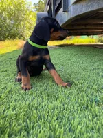 Bella, a female Doberman Pinscher for sale in El Monte, CA – 4 of 6