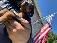 Lily, a male Doberman Pinscher for sale in El Monte, CA – 6 of 6