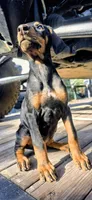 Nova, a female Doberman Pinscher for sale in El Monte, CA – 3 of 3
