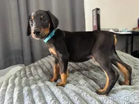 Parker, a male Doberman Pinscher for sale in El Monte, CA – 2 of 6