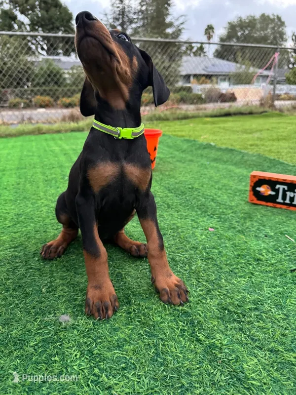 ❤️BELLA❤️ – Doberman Pinscher puppy for sale in El Monte, CA