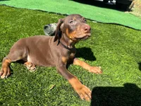 Rocky, a male Doberman Pinscher for sale in El Monte, CA – 4 of 5