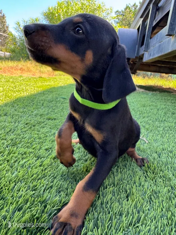 Bella – Doberman Pinscher puppy for sale in El Monte, CA