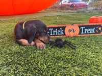 Rex, a male Doberman Pinscher for sale in El Monte, CA – 5 of 5