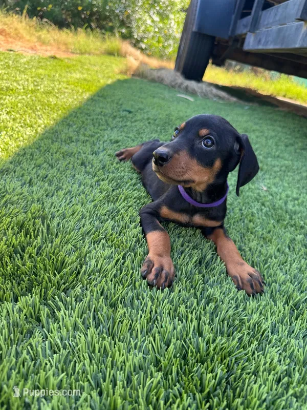 Lily – Doberman Pinscher puppy for sale in El Monte, CA