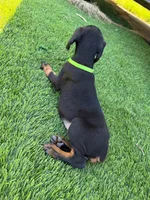 Bella, a female Doberman Pinscher for sale in El Monte, CA – 3 of 6