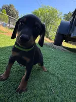 Bella, a female Doberman Pinscher for sale in El Monte, CA – 6 of 6