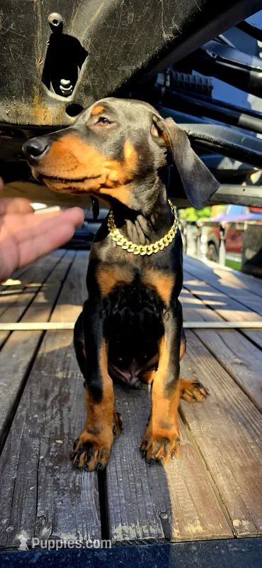 LOKI – Doberman Pinscher puppy for sale in El Monte, CA