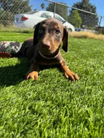 Peony, a female Doberman Pinscher for sale in El Monte, CA – 4 of 4