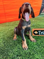 Rex, a male Doberman Pinscher for sale in El Monte, CA – 2 of 5