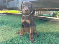 Koby, a male Doberman Pinscher for sale in El Monte, CA – 3 of 7