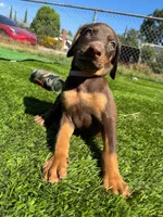 Peony, a female Doberman Pinscher for sale in El Monte, CA – 2 of 4