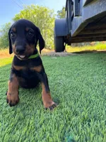 Bella, a female Doberman Pinscher for sale in El Monte, CA – 2 of 6