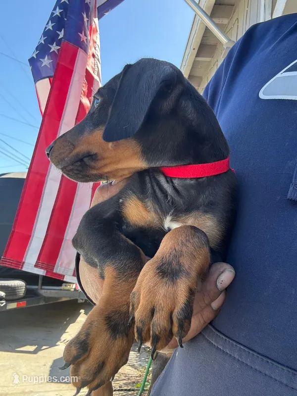 Delilah – Doberman Pinscher puppy for sale in El Monte, CA