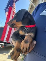 Delilah, a female Doberman Pinscher for sale in El Monte, CA – 1 of 6