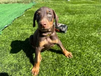 DAISY, a female Doberman Pinscher for sale in El Monte, CA – 4 of 5