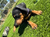 Lily, a male Doberman Pinscher for sale in El Monte, CA – 3 of 6