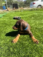 Enzo, a male Doberman Pinscher for sale in El Monte, CA – 6 of 7