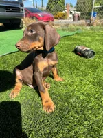 Enzo, a male Doberman Pinscher for sale in El Monte, CA – 2 of 7