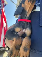 Delilah, a female Doberman Pinscher for sale in El Monte, CA – 4 of 6